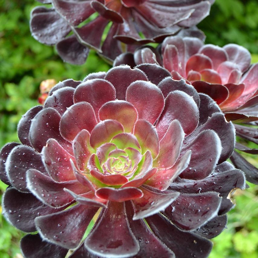 Bouquet de Aeonium