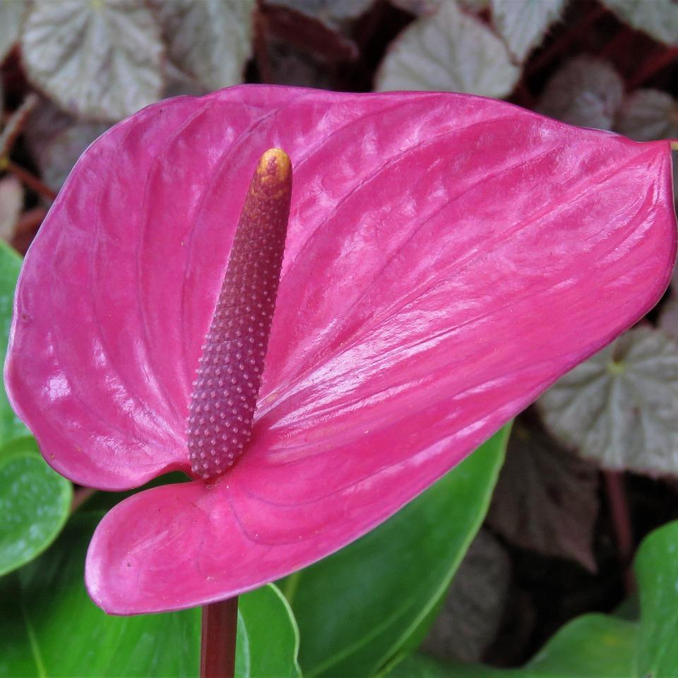 Bouquet de Anthurium