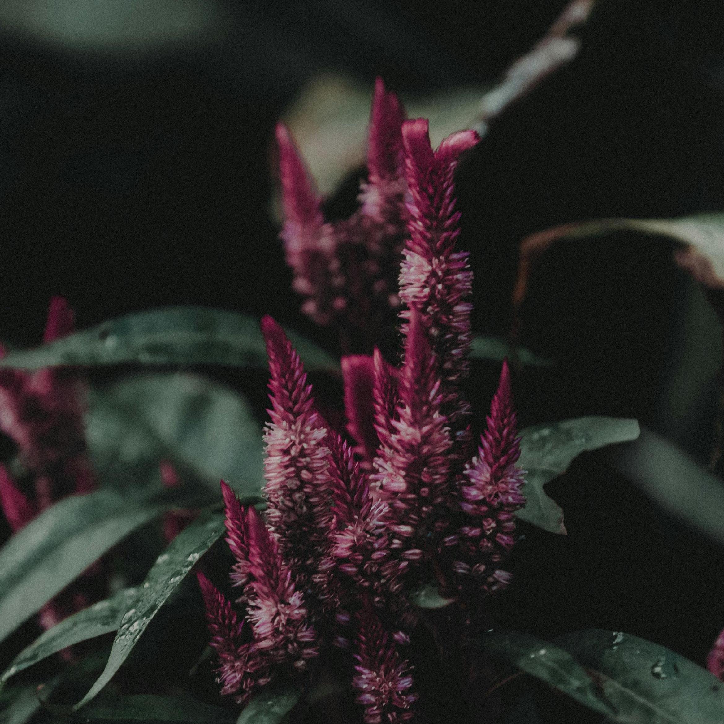 Bouquet de Celosie
