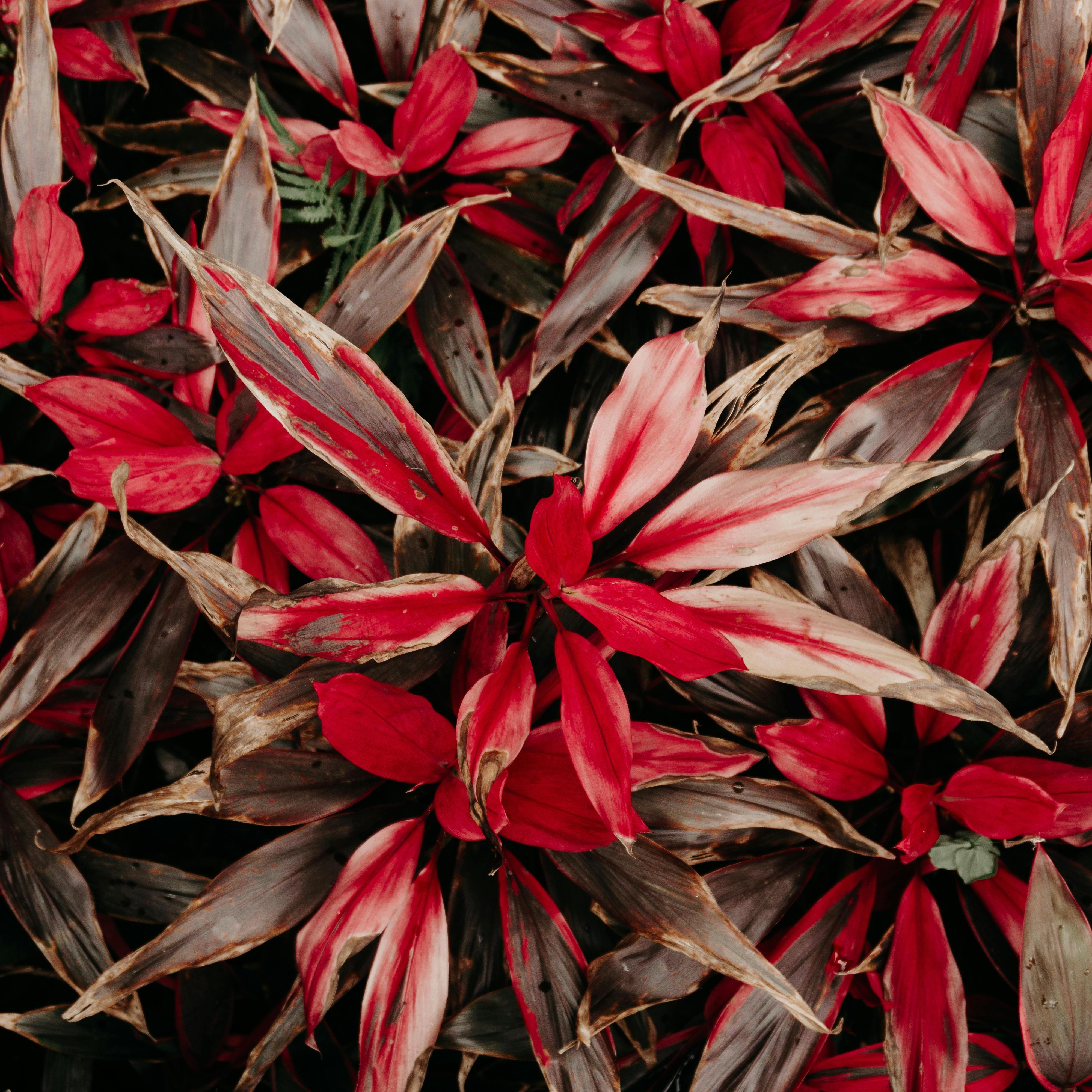 Plant de Cordyline fruticosa