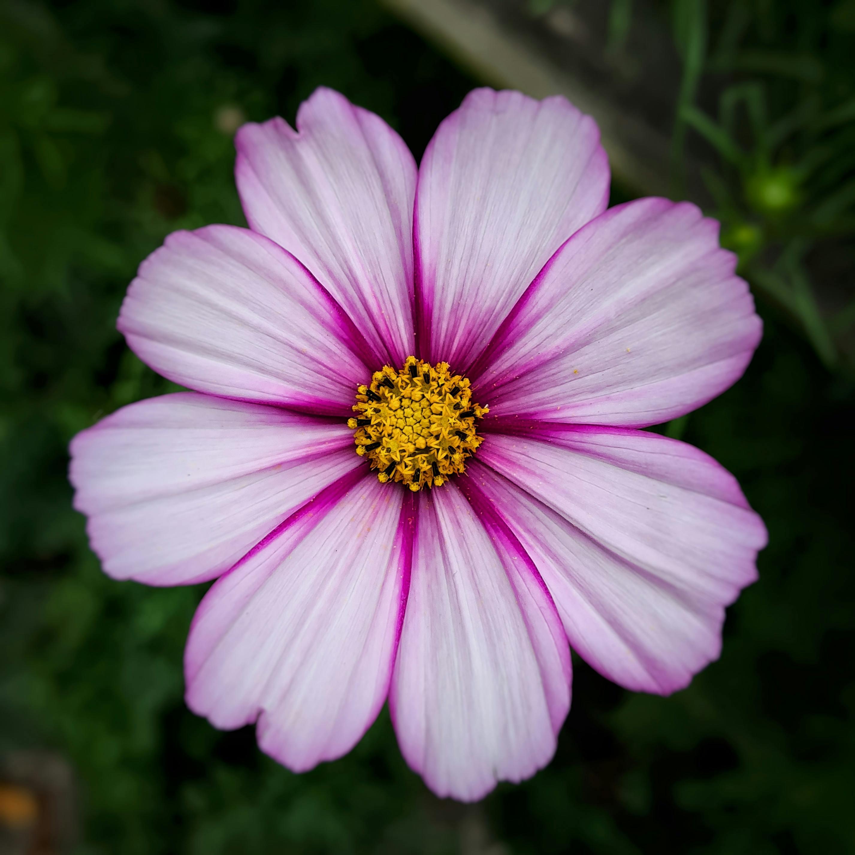 Bouquet de Cosmos
