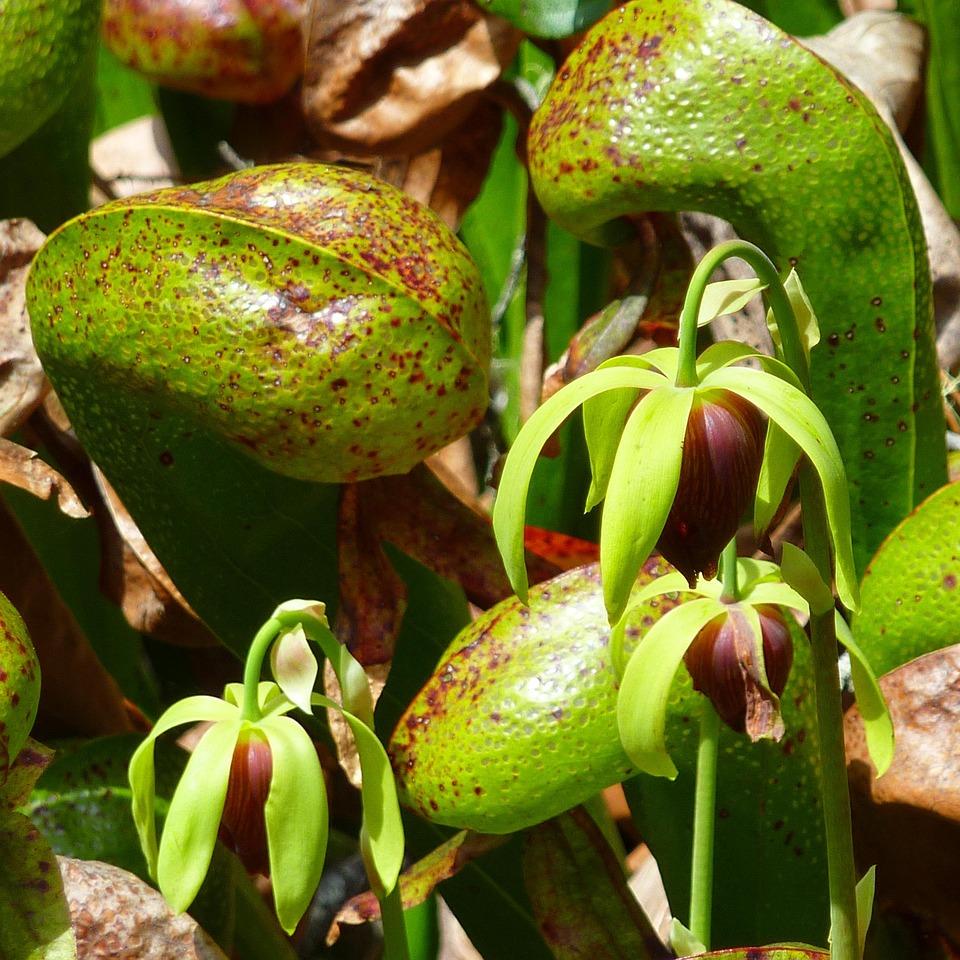 Plant de Darlingtonia californica