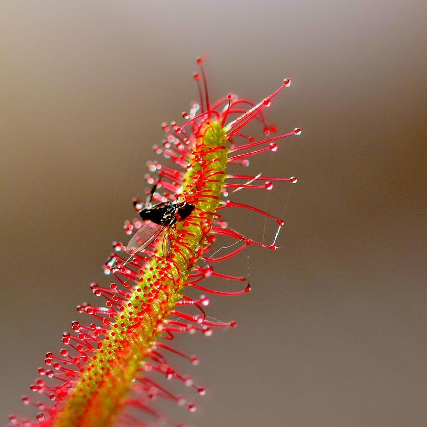 Plant de Drosera regia