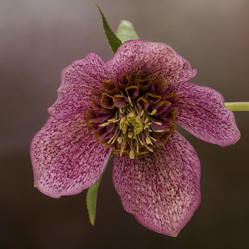 Bouquet d'Hellébore