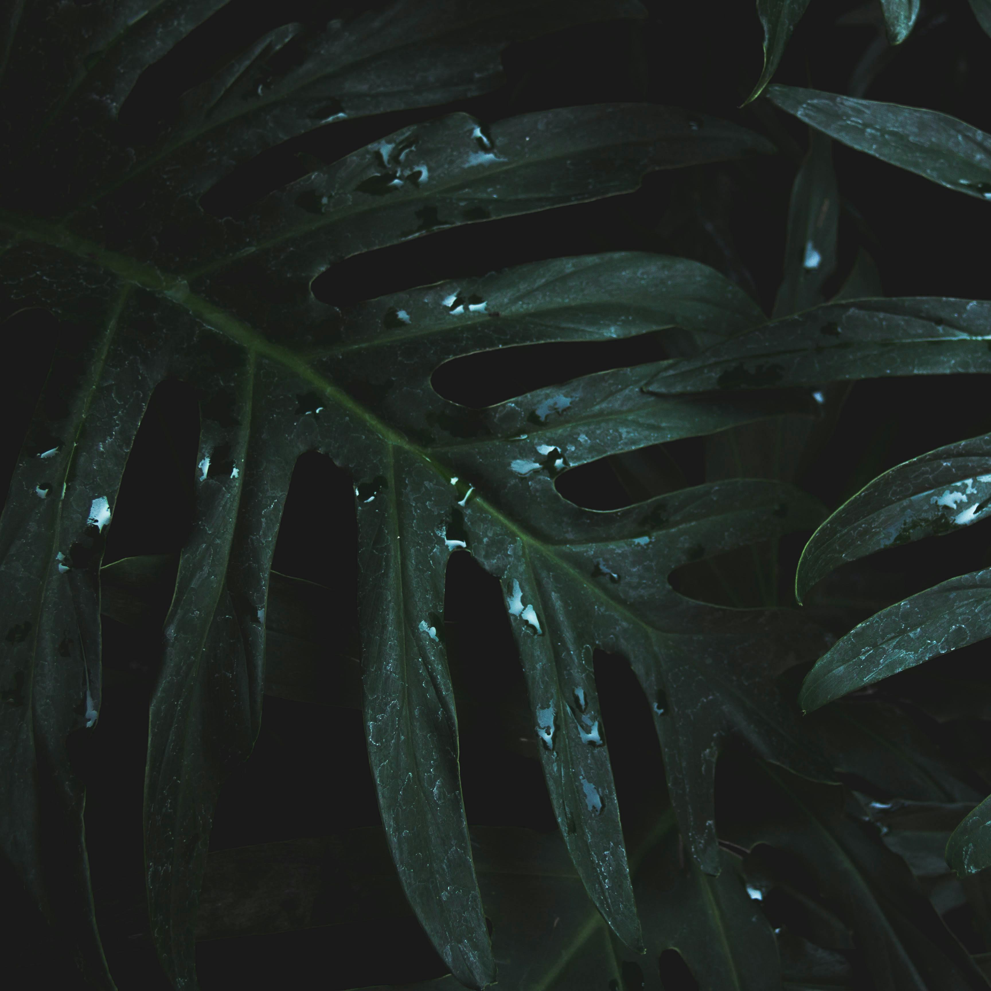 Plant de Monstera deliciosa