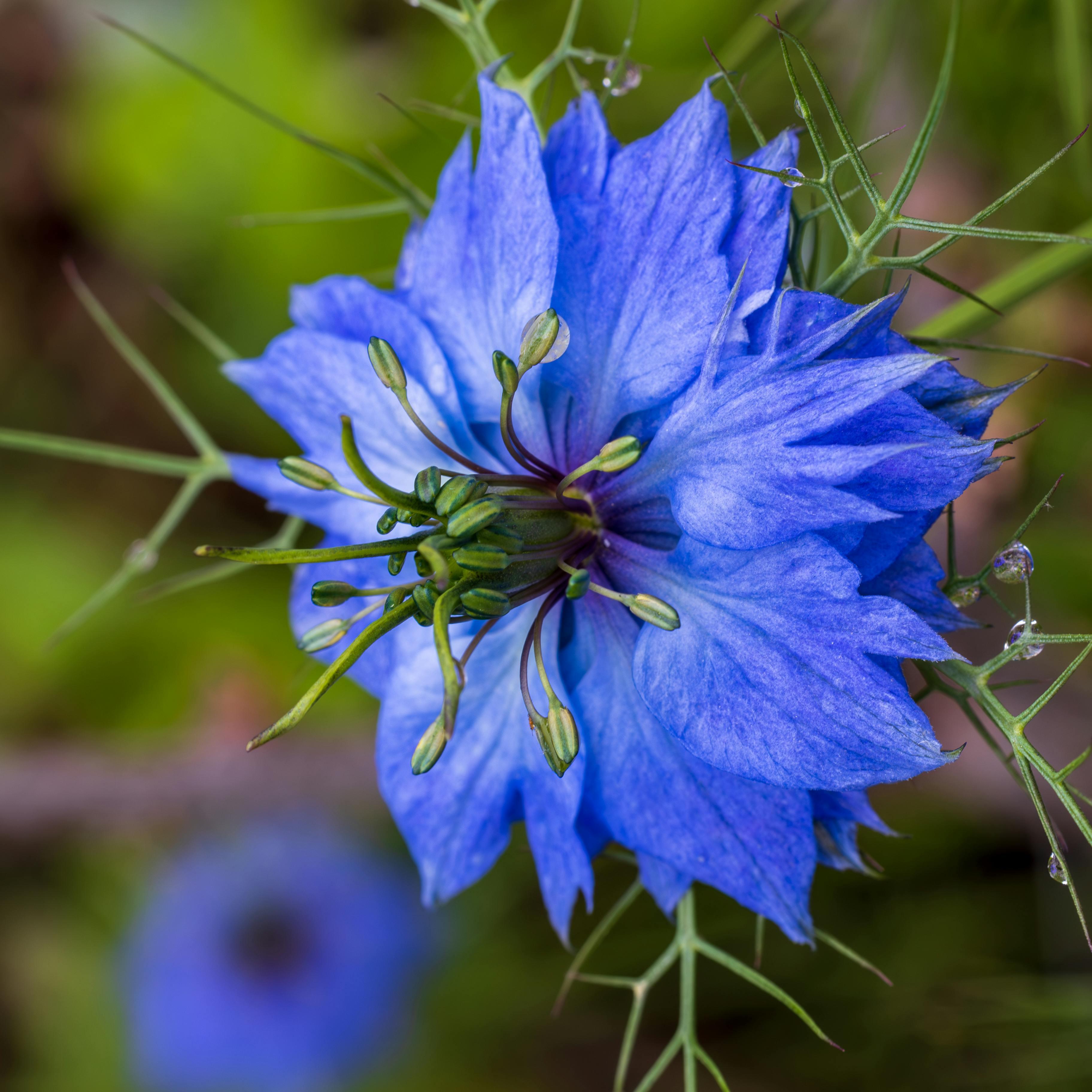 Bouquet de Nigella