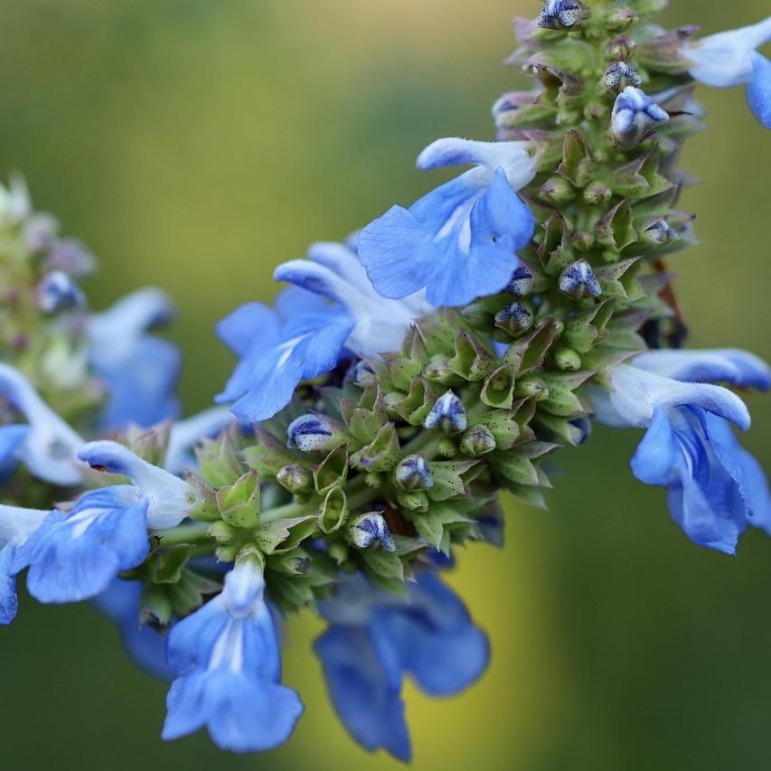 Bouquet de Sauge des marais