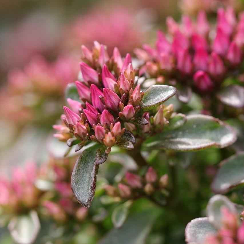 Plant de Sedum