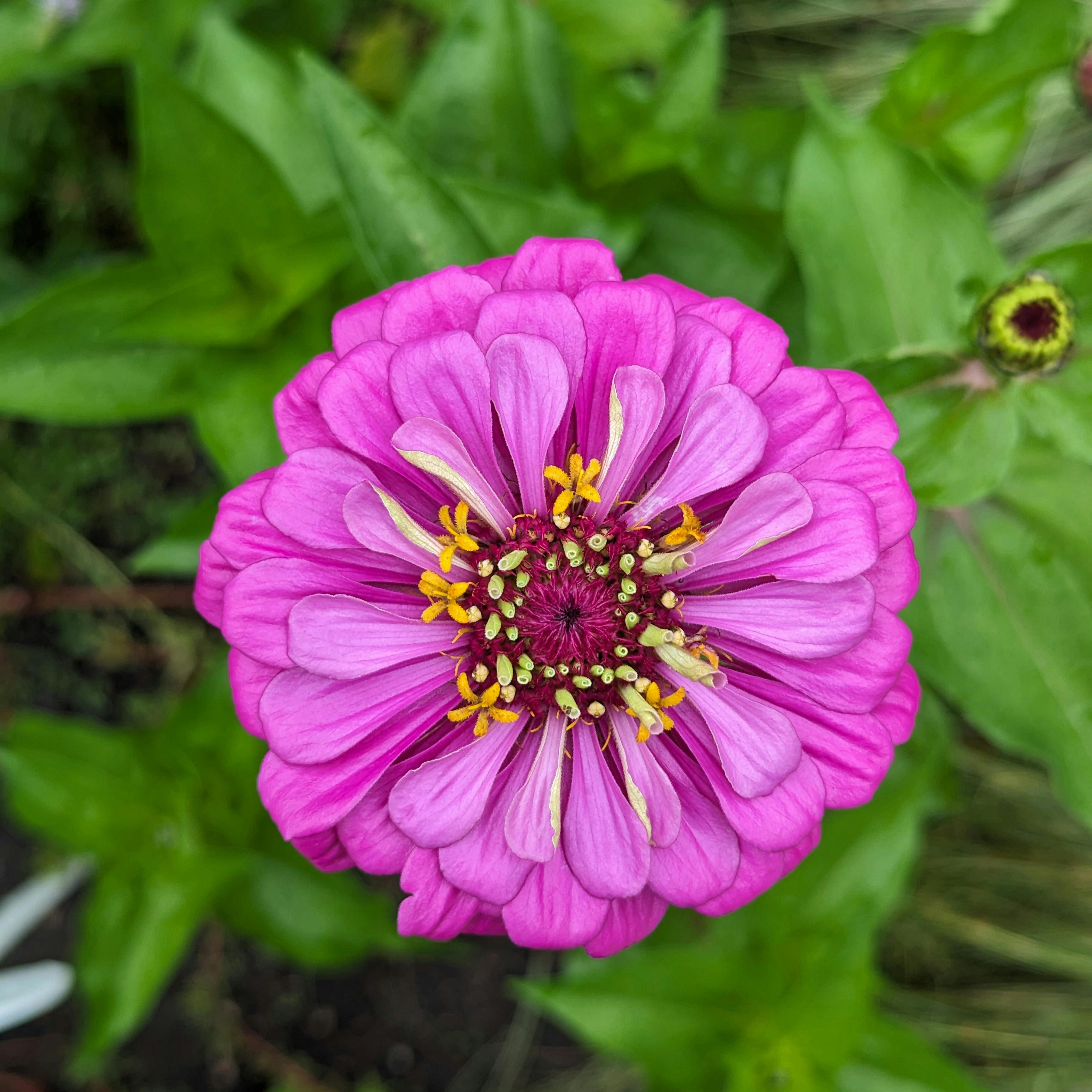 Bouquet de Zinnia
