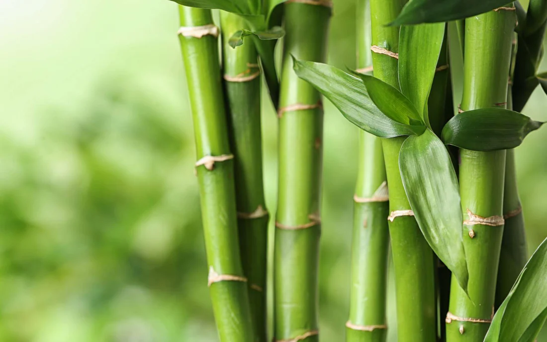 Plant de bambou